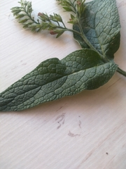 Symphytum caucasicum