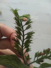 Symphytum caucasicum