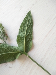 Symphytum caucasicum