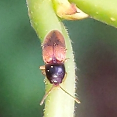 Horistonotus curiatus