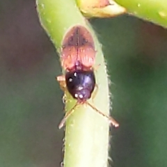 Horistonotus curiatus