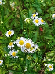 Erigeron annuus