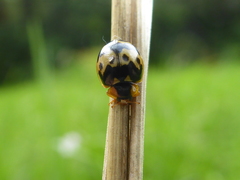 Harmonia antipoda