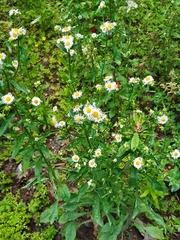 Erigeron annuus