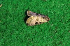 Eucarta amethystina