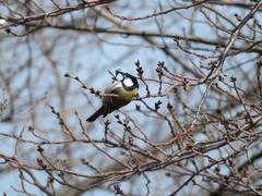 Parus minor