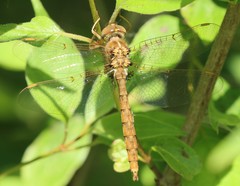 Neurocordulia molesta