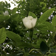 Rosa canina