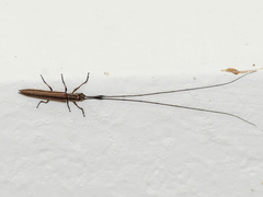 Hippopsis lemniscata