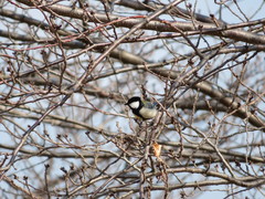 Parus minor