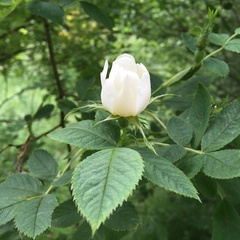 Rosa canina