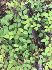 Desmodium marilandicum