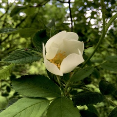 Rosa canina