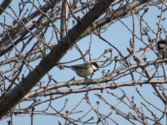 Parus minor