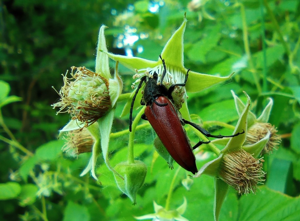 Lepturalia nigripes