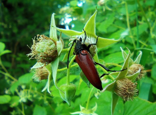 Lepturalia nigripes