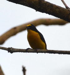 Euphonia hirundinacea