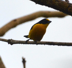 Euphonia hirundinacea
