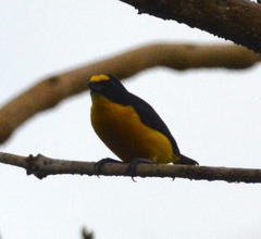 Euphonia hirundinacea