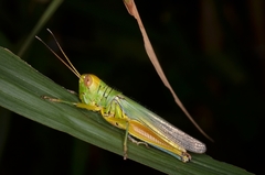 Hieroglyphus tonkinensis