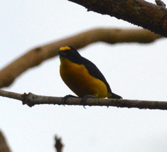 Euphonia hirundinacea