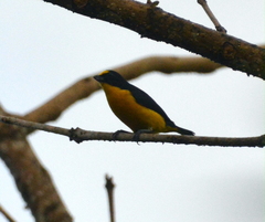 Euphonia hirundinacea