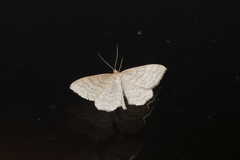 Idaea macilentaria