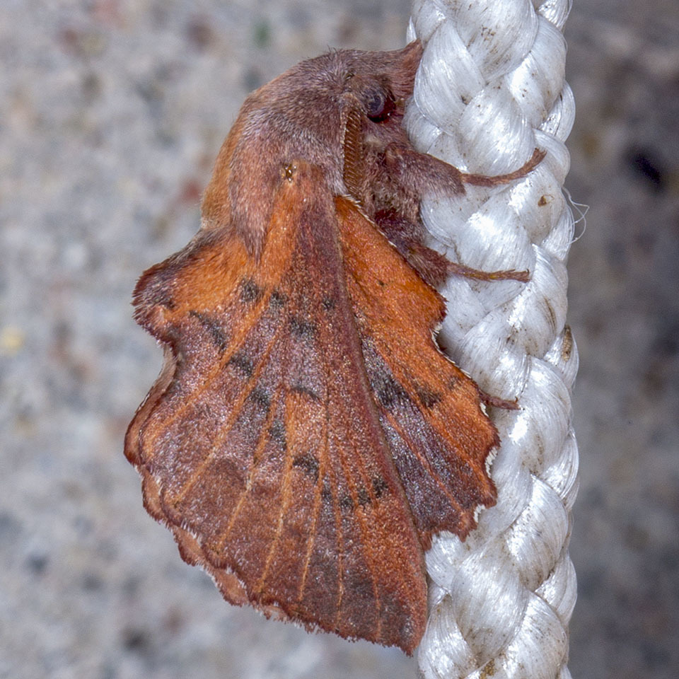 American Lappet Moth