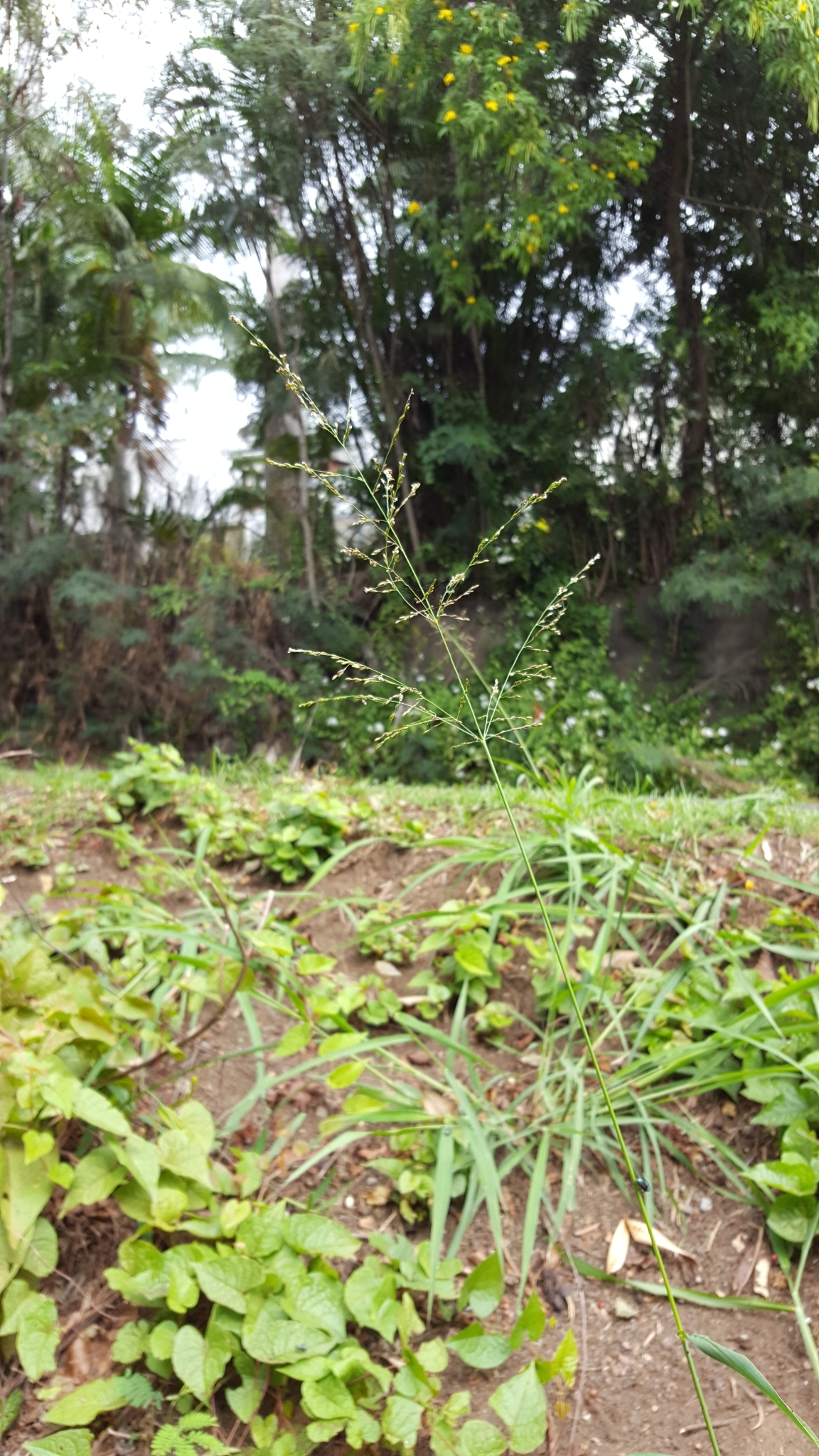 (c) François Rousseu, certains droits réservés (CC BY-NC) https://www.inaturalist.org/observations/82555533