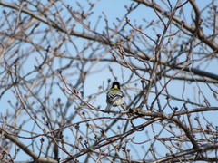 Parus minor