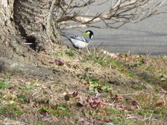 Parus minor