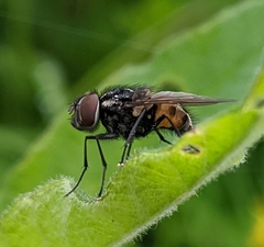 Graphomya maculata