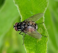 Graphomya maculata