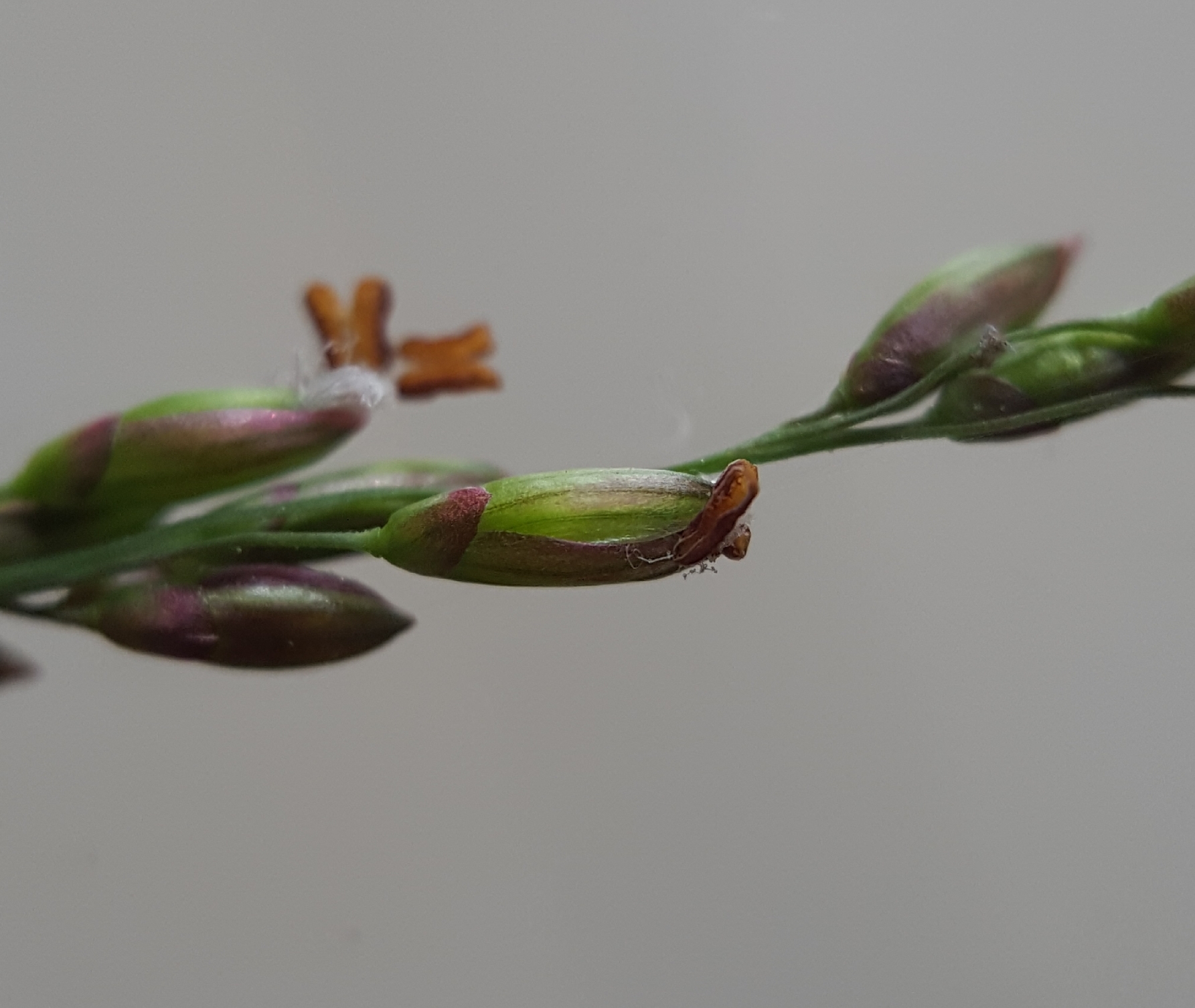 (c) François Rousseu, certains droits réservés (CC BY-NC) https://www.inaturalist.org/observations/82555533