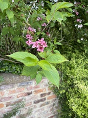 Weigela hortensis