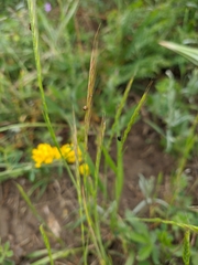 Festuca ambigua