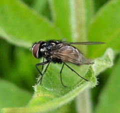 Graphomya maculata