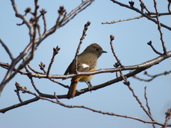 Phoenicurus auroreus