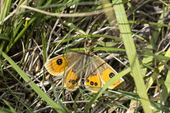 Argyrophenga antipodum