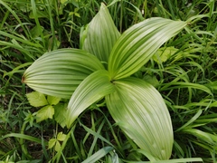Veratrum lobelianum