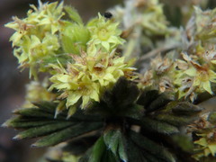 Alchemilla polylepis
