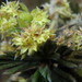 Alchemilla polylepis - Photo 由 Daniel Cahen 所上傳的 (c) Daniel Cahen，保留部份權利CC BY