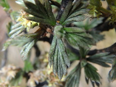 Alchemilla polylepis