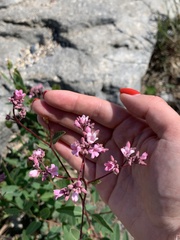 Apocynum venetum