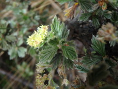 Alchemilla polylepis