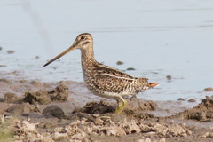 Gallinago paraguaiae