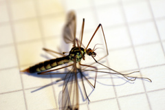 Nephrotoma lamellata