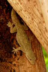 Hemidactylus flaviviridis