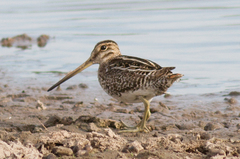 Gallinago paraguaiae