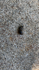 Colletes inaequalis